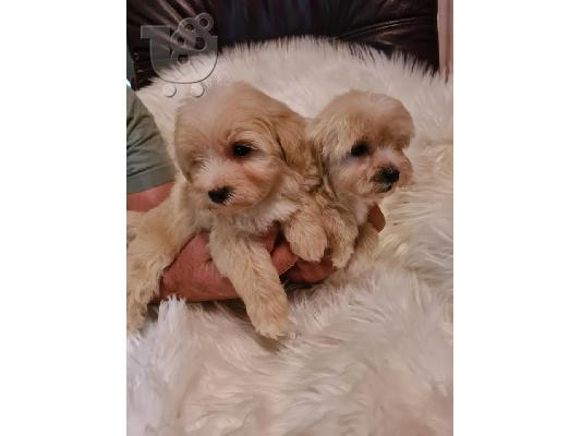 Κουτάβια Maltipoo